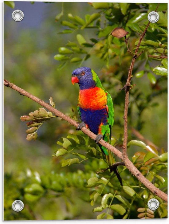 Tuinposter - Kleine Papegaai op Tak - Foto op Tuinposter (wanddecoratie voor buiten en binnen)