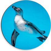 Dibond Wandcirkel - Vis in de Blauwe Zee - 30x30cm Foto op Aluminium Wandcirkel (met ophangsysteem)