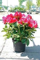 Rhododendron 'Red Jack' 40-60 cm en pot