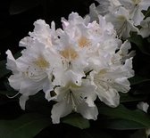 Rhododendron 'Cunningham White' 40-50 cm in pot