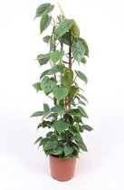 Kamerplant van Botanicly – Philodendron scandens – Hoogte: 120 cm