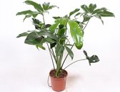 Kamerplant van Botanicly – Philodendron Green Wonder – Hoogte: 110 cm