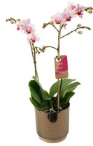 Orchidee van Botanicly – Vlinder orchidee in gouden keramiek pot 'Julia' als set – Hoogte: 50 cm, 2 takken – Phalaenopsis Pico Sweet heart