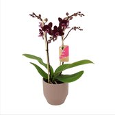 Orchidee van Botanicly – Vlinder orchidee in Zandkleurige keramiek pot 'Eline' als set – Hoogte: 50 cm, 2 takken – Phalaenopsis Multiflora Harlekijn