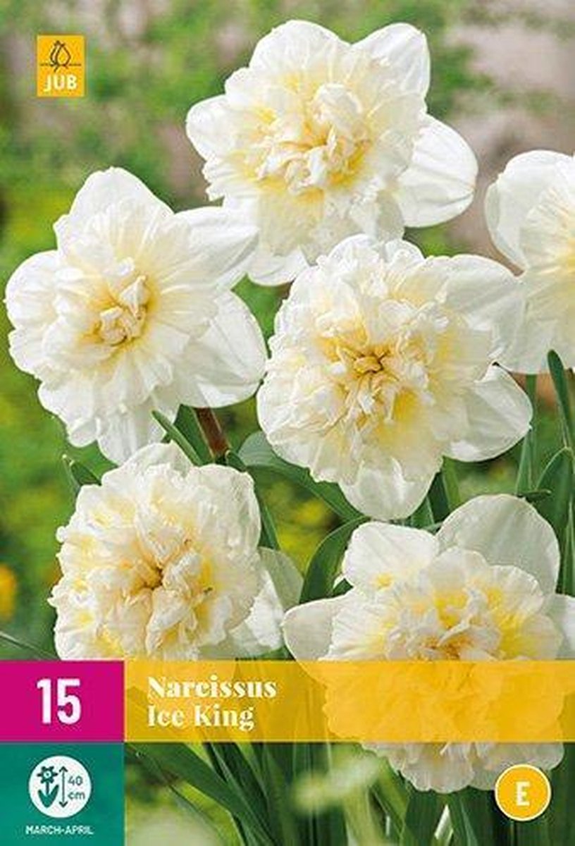 Jub Holland - bloembollen - Narcissen Ice King - maat 12/14 - 15 stuks