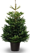Koopjetuinspul Nordmann Kerstboom - ca 150 tot 175 cm - Echte Kerstboom - In pot