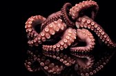 Luxe Wanddecoratie - Fotokunst Octopus' - Hoogste kwaliteit Plexiglas - Blind Aluminium Ophangsysteem - 120 x 60 - Akoestisch en UV Werend - inclusief verzending  -