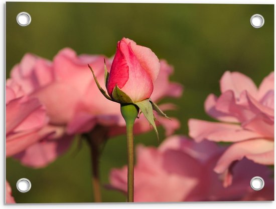 Tuinposter – Kleine Bloeiende Roze Roos - 40x30cm Foto op Tuinposter  (wanddecoratie voor buiten en binnen)