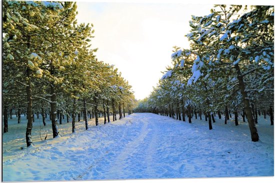 Dibond - Besneeuwde Paden tussen de Bomen - 90x60cm Foto op Aluminium (Wanddecoratie van metaal)