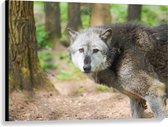 Canvas  - Wolf in de Bossen - 100x75cm Foto op Canvas Schilderij (Wanddecoratie op Canvas)