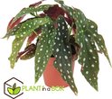 Find the perfect Begonia Maculata for you Find the perfect Begonia Maculata for you