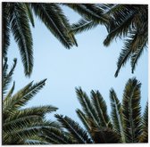 Dibond - Palmbladeren met Blauwe Lucht - 50x50cm Foto op Aluminium (Wanddecoratie van metaal)