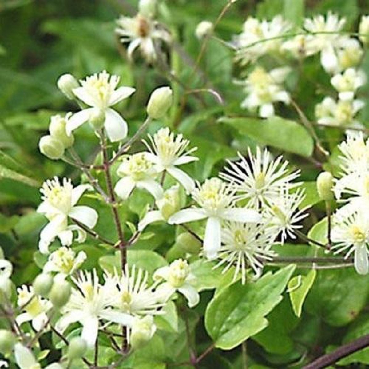 Clematis Vitalba - Klimplant - Creme Wit Bloeiend, Meerjarig en Winterhard | 1,5 liter pot