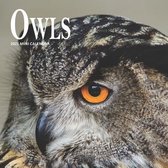 Owls