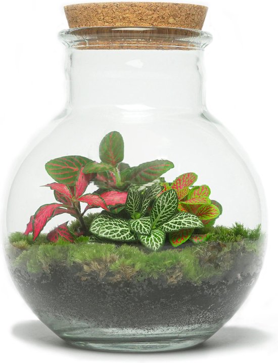 Orb Small - Kleurrijk Fittonia Terrarium - H18 B15 cm