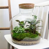 Terrarium - Fat Joe - ↑ 30 cm - Ecosysteem plant - Kamerplanten - DIY planten terrarium - Mini ecosysteem