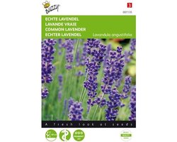 Buzzy Zaden Lavendel - Lavandula angustifolia
