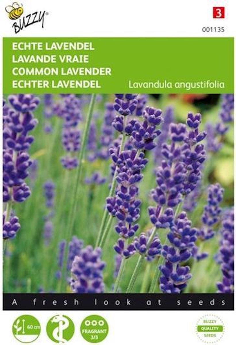 Buzzy Zaden Lavendel - Lavandula angustifolia - Buzzy