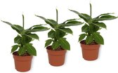 WL Plants - 3x Musa Tropicana - Bananenplant - Dwergbanaan - Kamerplanten - Luchtzuiverende Kamerplanten - ± 20cm hoog – 12cm diameter - In Kweekpot