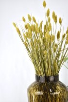 Droogbloemen Phalaris Geel| Kanariegras | 50 cm | Natuurlijk Bloemen