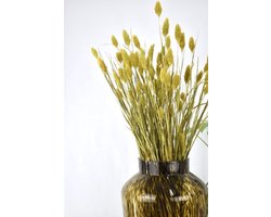 Droogbloemen Phalaris Geel| Kanariegras | 50 cm | Natuurlijk Bloemen