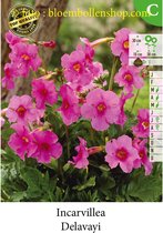 3 bollen INCARVILLEA DELAVAYI
