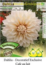 3 knollen DECORATIEF DAHLIA CAFE AU LAIT