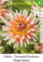 3 knollen DAHLIA CACTUS OKAPI SUNSET C