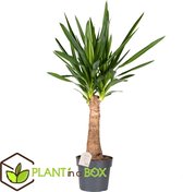 Plant in a Box - Yucca Stronk - Sterke Groene Kamerplant - Pot ⌀19cm - Hoogte ↕ 60-70cm