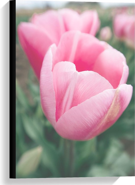 Canvas  - Roze Tulp in Veld - 40x60cm Foto op Canvas Schilderij (Wanddecoratie op Canvas)