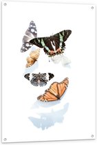 Tuinposter – Verschillende Vlinders - 80x120cm Foto op Tuinposter  (wanddecoratie voor buiten en binnen)