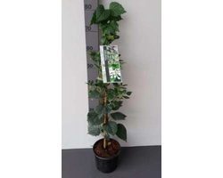 Schizophragma Hydrangeoides - valse klimhortensia 40-50 cm in pot