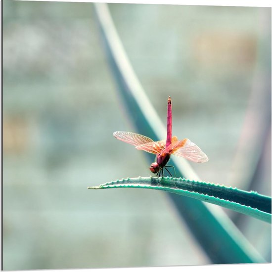Dibond - Libelle op Plant  - 80x80cm Foto op Aluminium (Met Ophangsysteem)