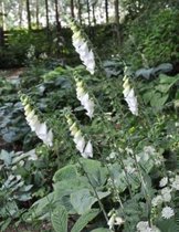 6 x Digitalis Purpurea 'Alba' - Vingerhoedskruid pot 9x9cm