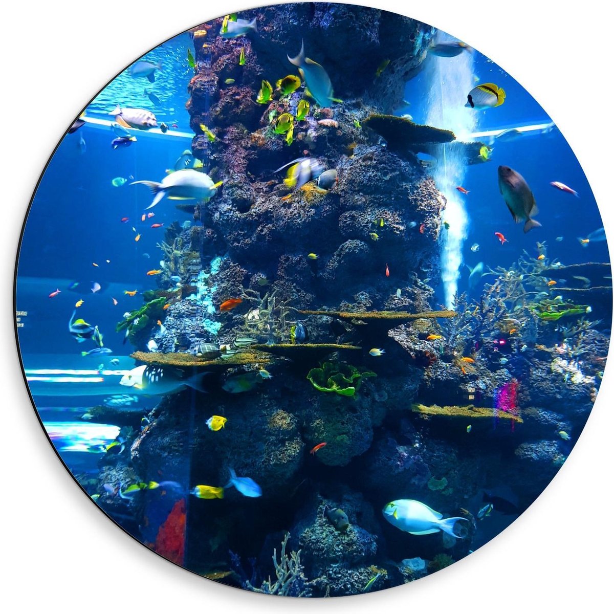 Dibond Wandcirkel - Tropische Vissen in Aquarium - 50x50cm Foto op Aluminium Wandcirkel (met ophangsysteem)