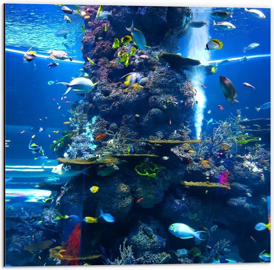 Dibond - Tropische Vissen in Aquarium  - 50x50cm Foto op Aluminium (Wanddecoratie van metaal)