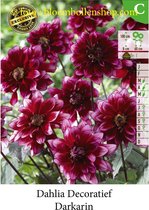 3 knollen DAHLIA DARKARIN