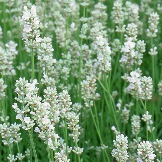 12x Lavandula angustifolia 'Arctic Snow' - Witte Lavendel