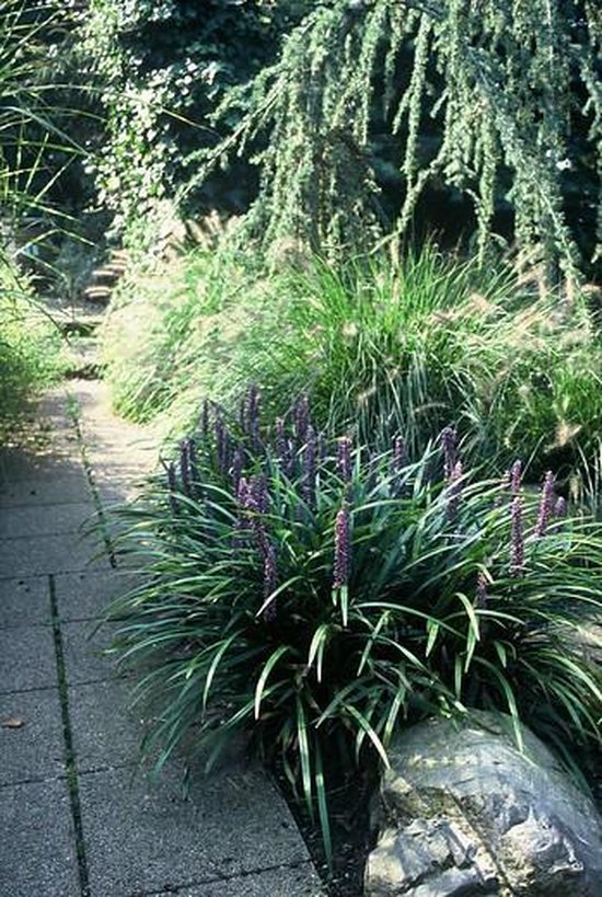 Foto: 12x liriope muscari leliegras in p9 0 5 liter pot