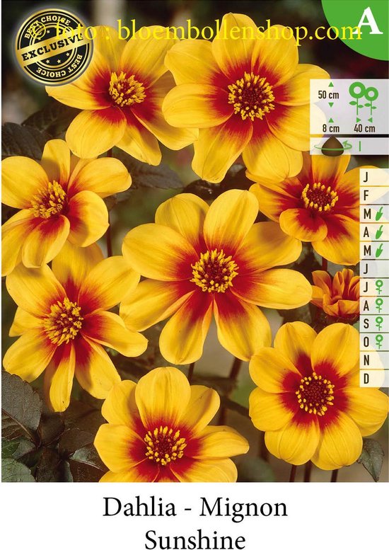 3 knollen MIGNON DAHLIA SUNSHINE