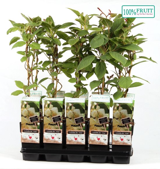 Actinidia Deliciosa 'Atlas' - Kiwaï 50-60 cm pot