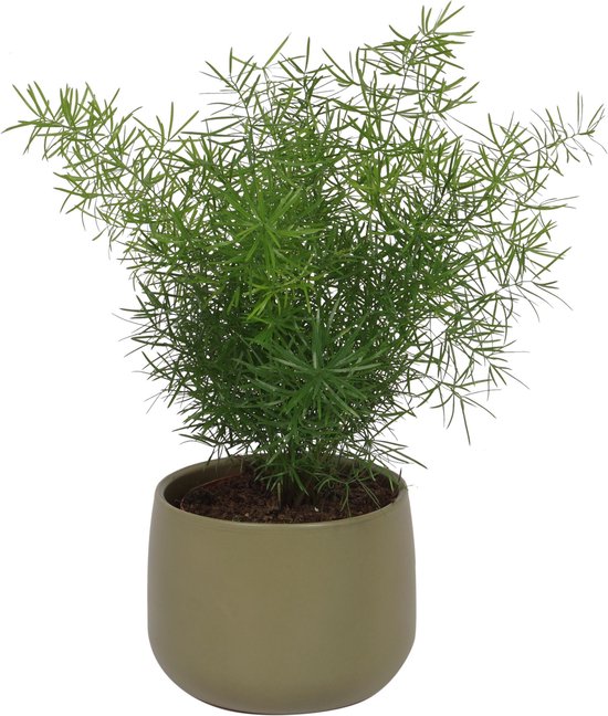 Asparagus Sprengeri - Sierasperge ± 30cm hoog - 12cm diameter - in groene pot