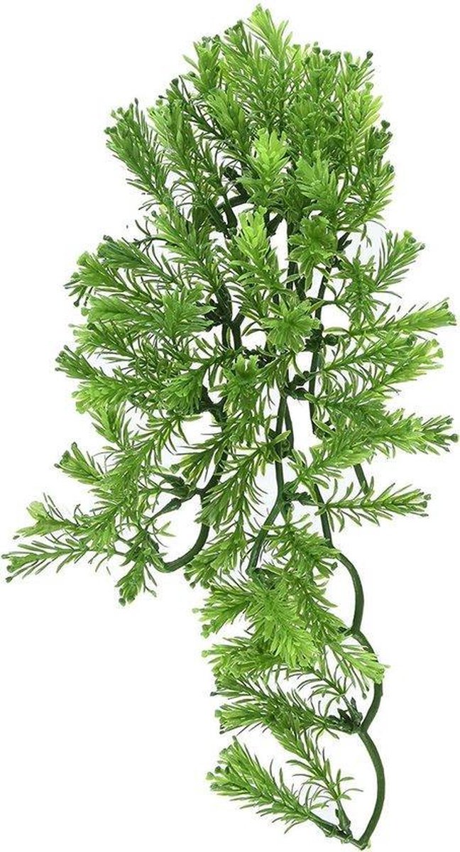 ZooMed - naturalistic flora - borneo star - small - terrariumplant
