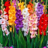 100x Gladiolus - Gladiolen bloembollen mix - Mix voor tuin en balkon - 100 stuks - Omtrek 6 cm