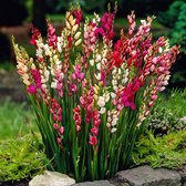 50x Ixia - Kleurrijke bloemenmix - Stervormig - Winterharde bloembollen - Bolomtrek 5 cm