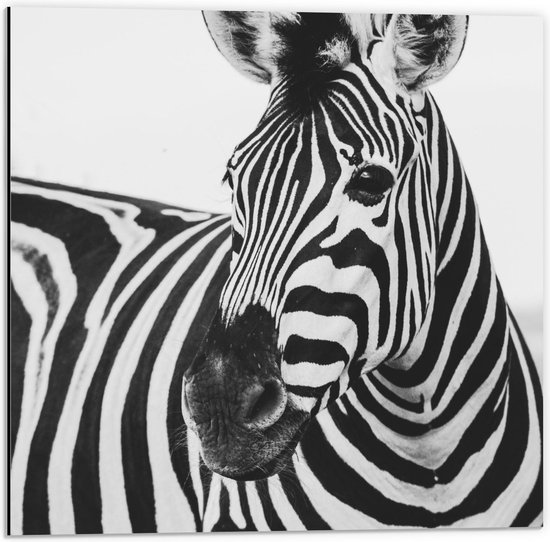 Dibond - Zebra Hoofd (zwart/wit) - 50x50cm Foto op Aluminium (Met Ophangsysteem)
