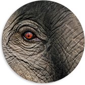 Dibond Wandcirkel - Olifantenoog - 80x80cm Foto op Aluminium Wandcirkel (met ophangsysteem)