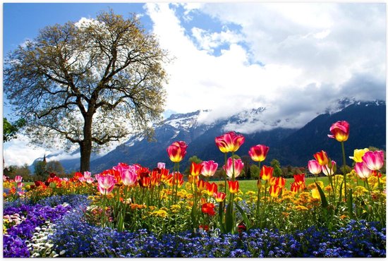 Poster – Magisch Tulpenveld bij Grote Boom en Bergen - 90x60cm Foto op Posterpapier
