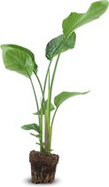 We Love Plants - Strelitzia Nicolai - 90 cm hoog - Paradijsvogelplant