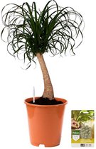 Pokon Powerplanten Beaucarnea 80 cm ↕ - Kamerplanten - Planten voor Binnen - Olifantspoot Plant - met Plantenvoeding / Vochtmeter